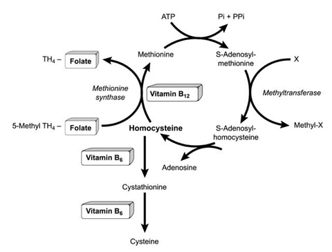 homocysteine_metabolism