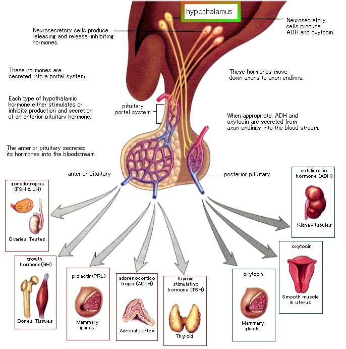 Functional Medicine Colorado Springs